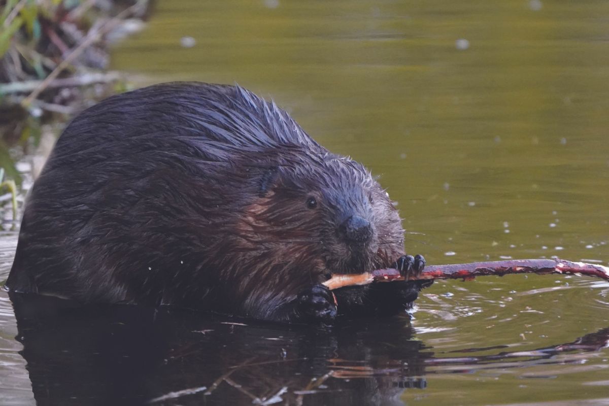 A beaver sits in a stream. University of Alberta researchers are studying how Chronic Wasting Disease spreads through ecosystems, including through beaver populations.